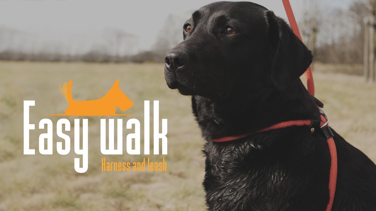 Easy Walk Schoudermodel Zwart - Regular 2026 Easy Walk Schoudermodel Zwart - Regular - Afbeelding 3