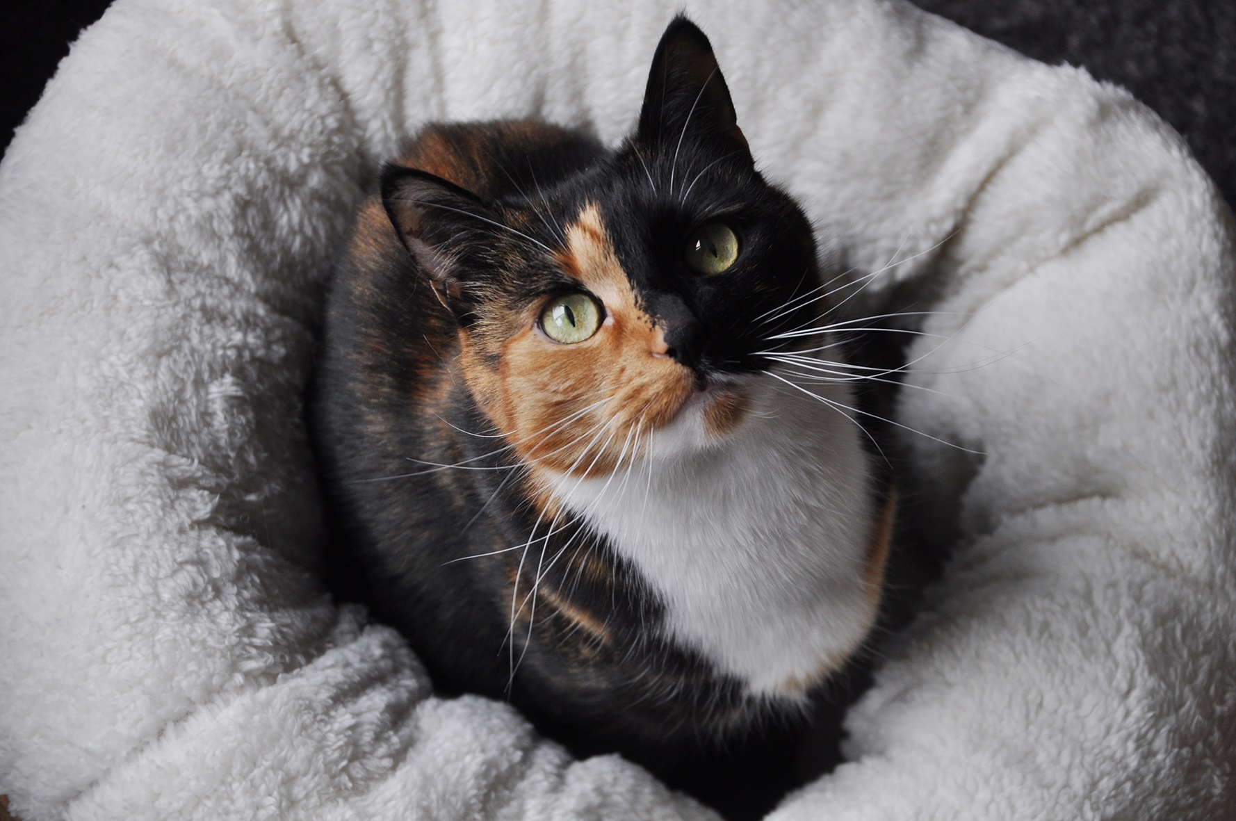 AFP Lambswool - Donut Bed Beige 2026 AFP Lambswool - Donut Bed Beige - Afbeelding 4