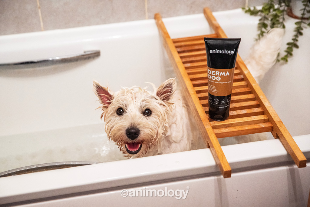 Animology Derma Dog Sensitive Skin Dog Shampoo 250 ml 2026 Animology Derma Dog Sensitive Skin Dog Shampoo 250 ml - Afbeelding 3