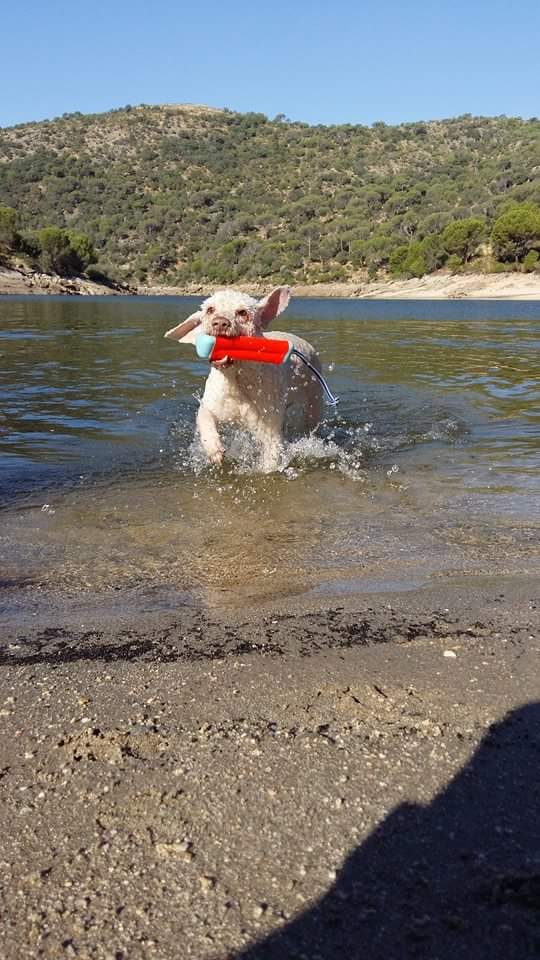 Chuckit! Amphibious Bumper S 2026 Chuckit! Amphibious Bumper S - Afbeelding 6