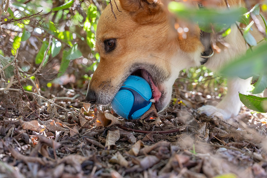 Chuckit! Sniff Fetch Ball Bacon & Peanut Butter M 4-pack 2026 Chuckit! Sniff Fetch Ball Bacon & Peanut Butter M 4-pack - Afbeelding 3