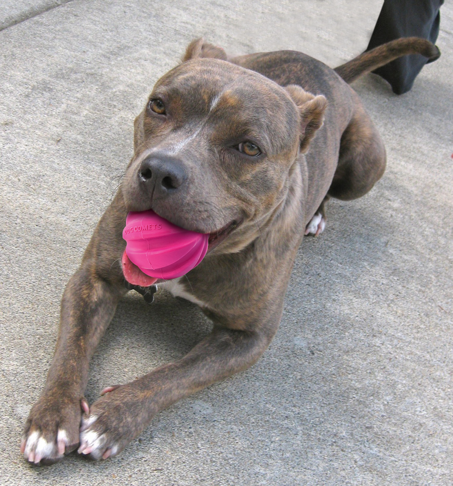 Dog Comets Halley Roze 2026 Dog Comets Halley Roze - Afbeelding 2