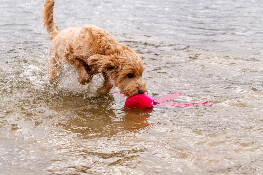 Dog Comets Alien Octo M Groen 2026 Dog Comets Alien Octo M Groen - Afbeelding 3