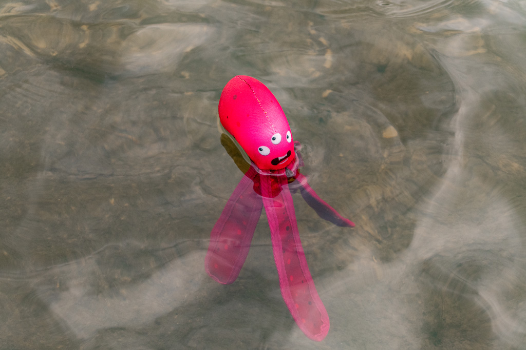 Dog Comets Alien Octo M Groen 2026 Dog Comets Alien Octo M Groen - Afbeelding 4