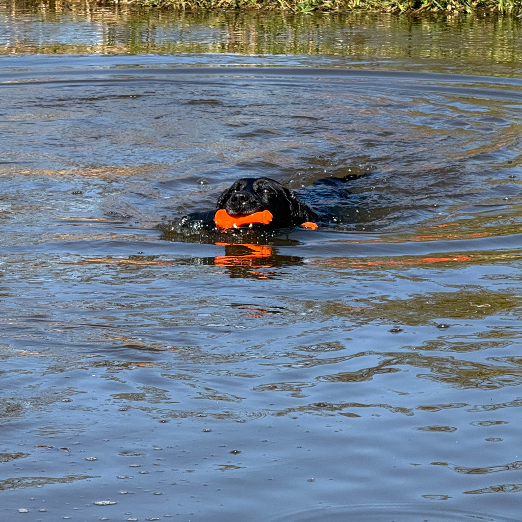 Dog Comets Bobber Roze 2026 Dog Comets Bobber Roze - Afbeelding 2