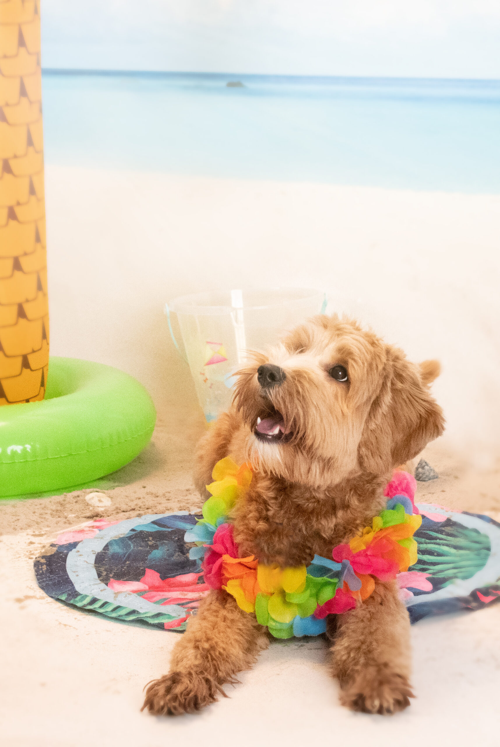 CoolPets Tropical Premium Cooling Mat Flower 2026 CoolPets Tropical Premium Cooling Mat Flower - Afbeelding 4