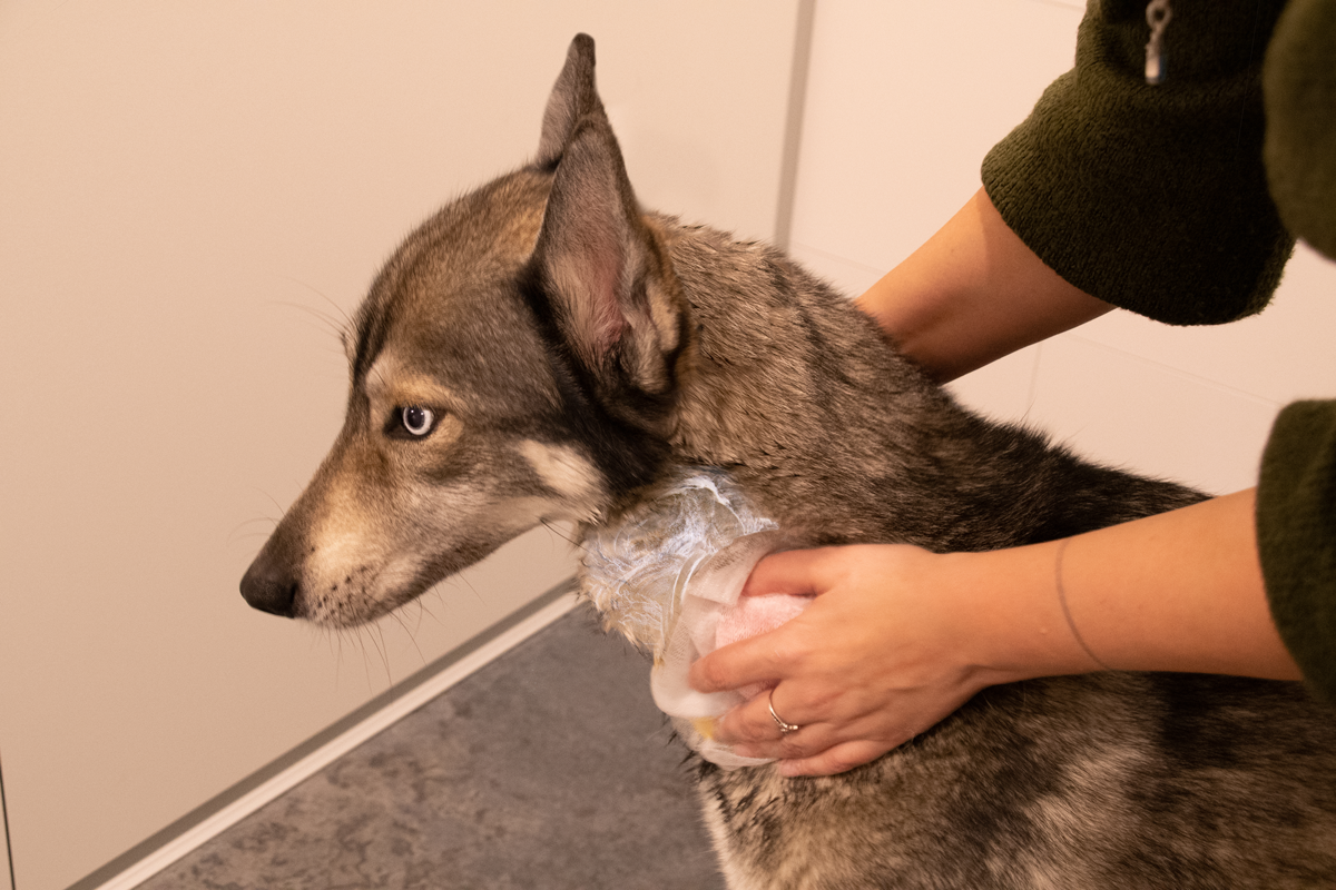 Groomers Secret Shampoo Bar Roos 2026 Groomers Secret Shampoo Bar Roos - Afbeelding 6