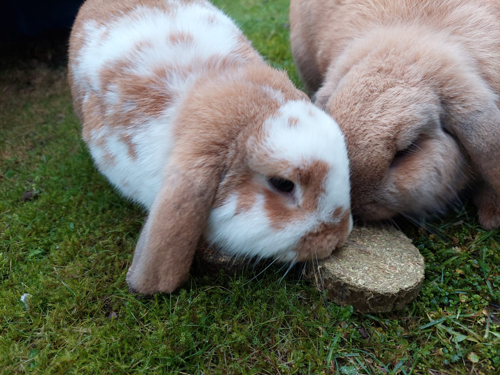 Lax Weide Knabbelschijven Esparcette & Groente 350 g (2 stuks) 2026 Lax Weide Knabbelschijven Esparcette & Groente 350 g (2 stuks) - Afbeelding 3