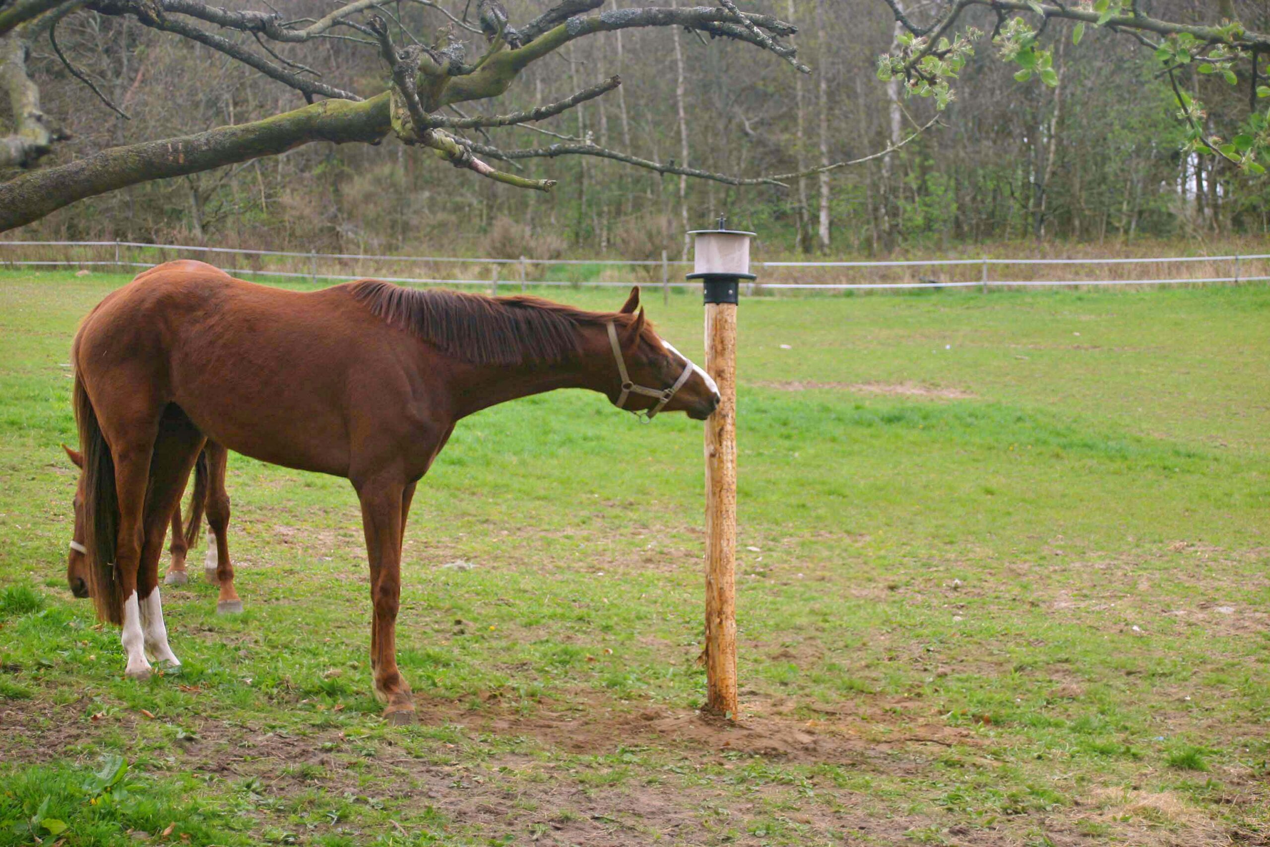 vPlast Liksteenhouder Paal 2026 vPlast Liksteenhouder Paal - Afbeelding 2
