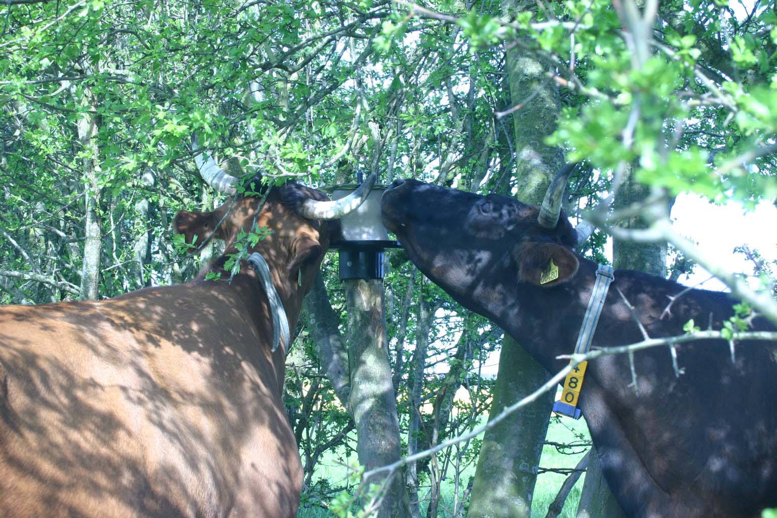 vPlast Liksteenhouder Paal 2026 vPlast Liksteenhouder Paal - Afbeelding 6