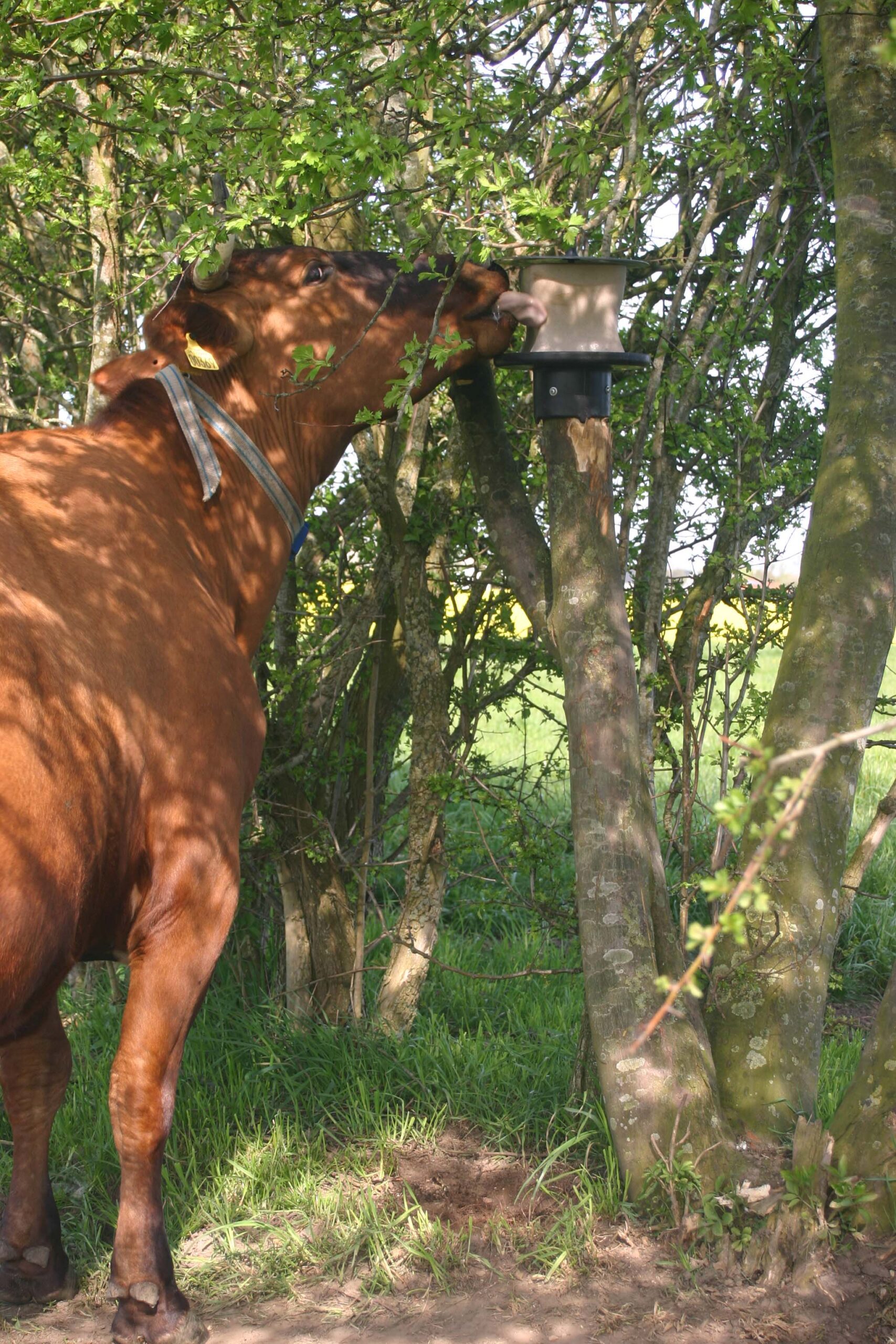 vPlast Liksteenhouder Paal 2026 vPlast Liksteenhouder Paal - Afbeelding 4