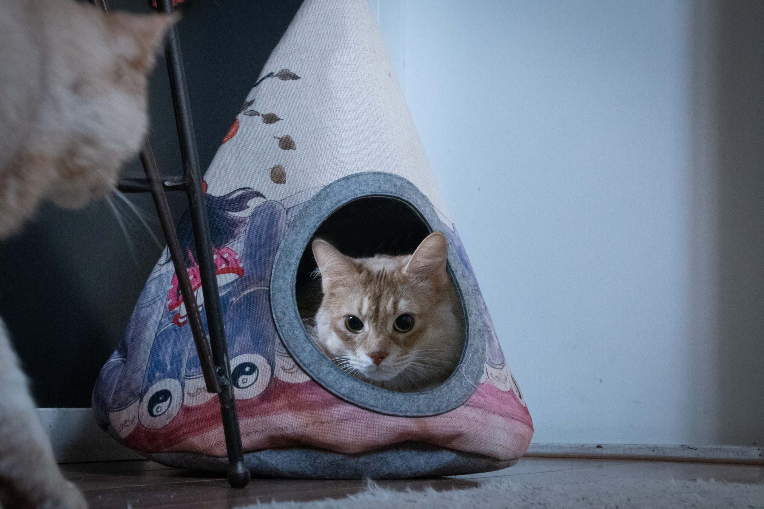 Takara Tipi Yin Yang 2026 Takara Tipi Yin Yang - Afbeelding 2