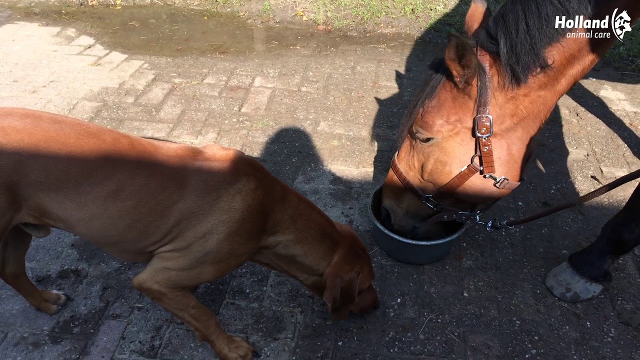 Excellent Horse Total Balance 1 l 2026 Excellent Horse Total Balance 1 l - Afbeelding 2