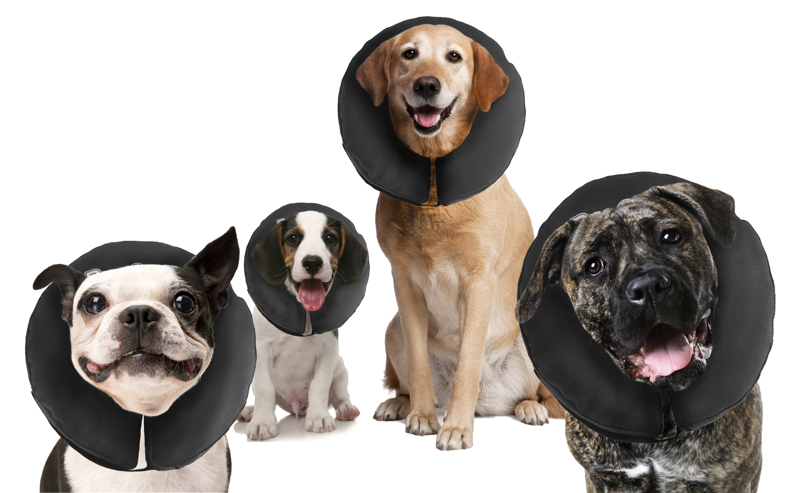 Zenpet ProCollar XS 2026 Zenpet ProCollar XS - Afbeelding 4