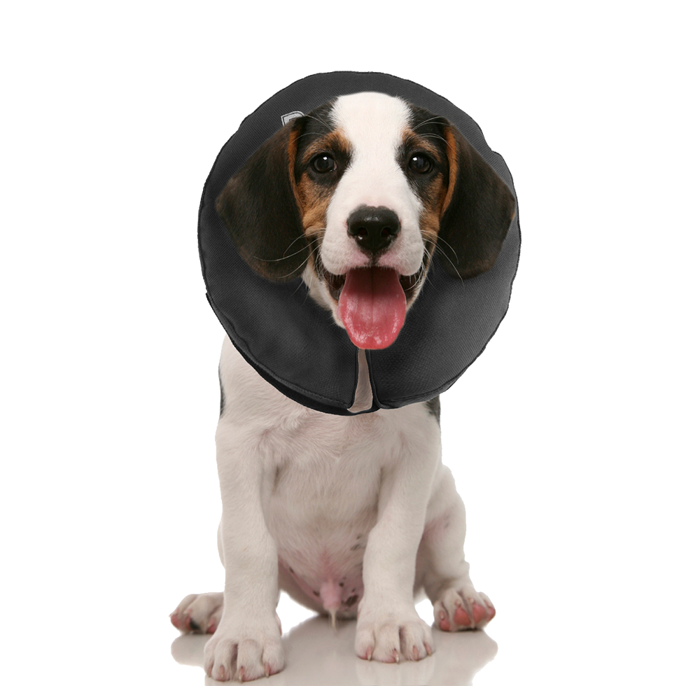 Zenpet ProCollar XS 2026 Zenpet ProCollar XS - Afbeelding 5