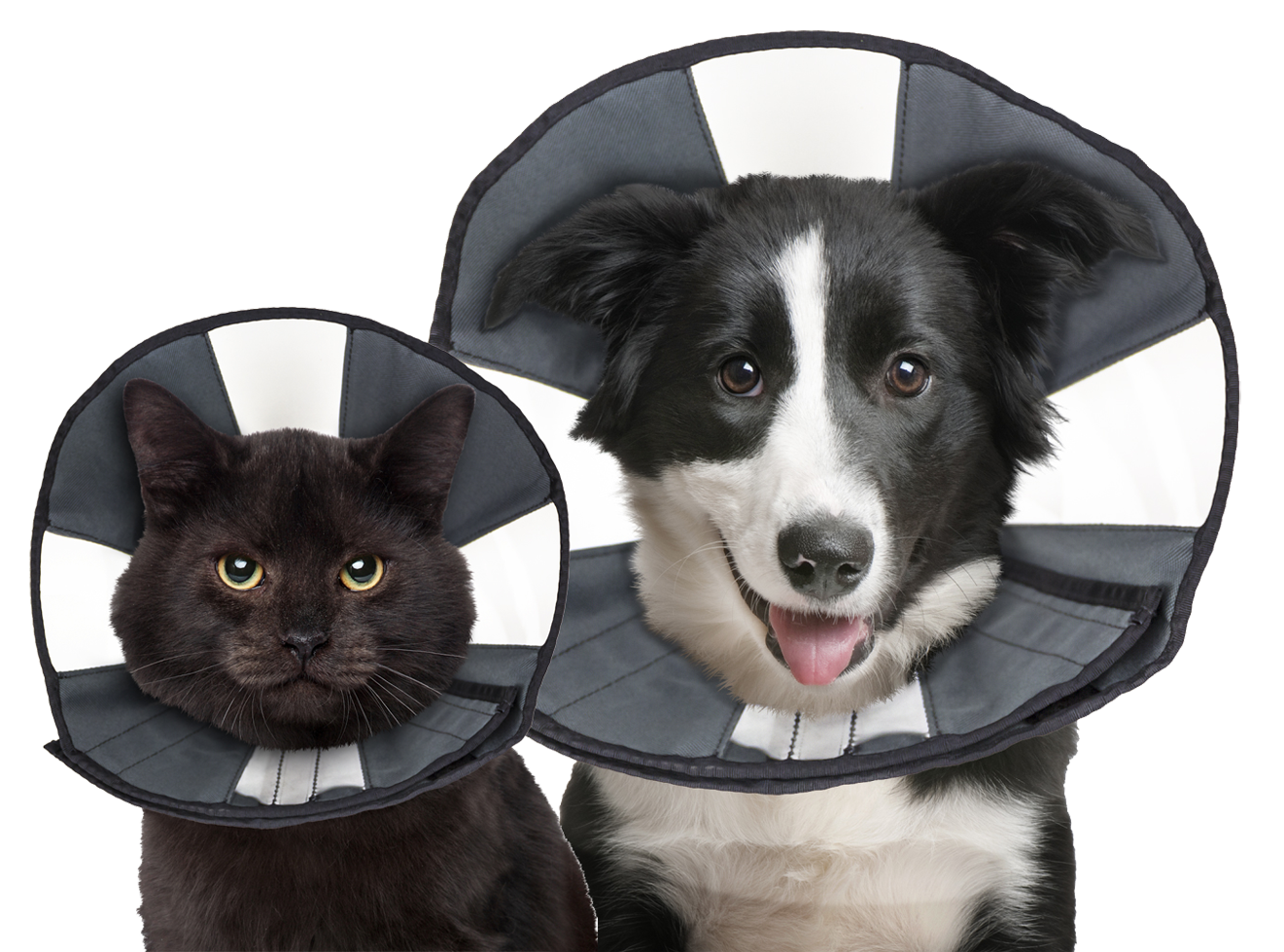 Zenpet Procone XL 2026 Zenpet Procone XL - Afbeelding 4