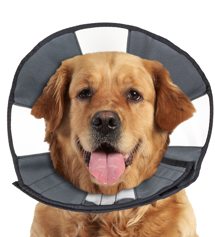 Zenpet Procone XL 2026 Zenpet Procone XL