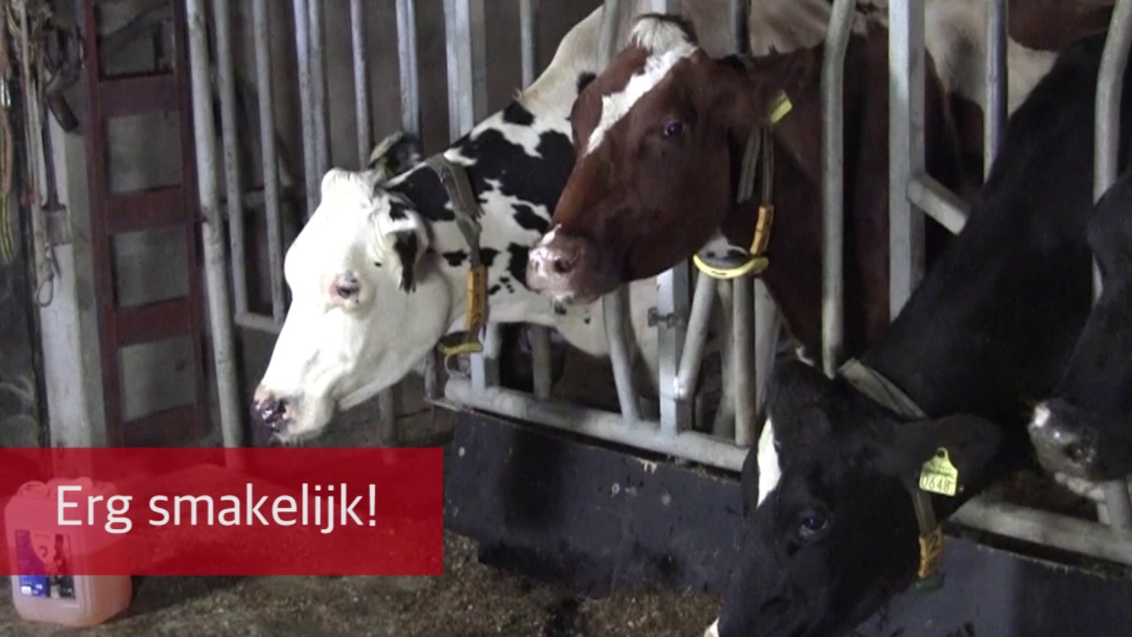 Excellent Diton 20 kg 2026 Excellent Diton 20 kg - Afbeelding 2