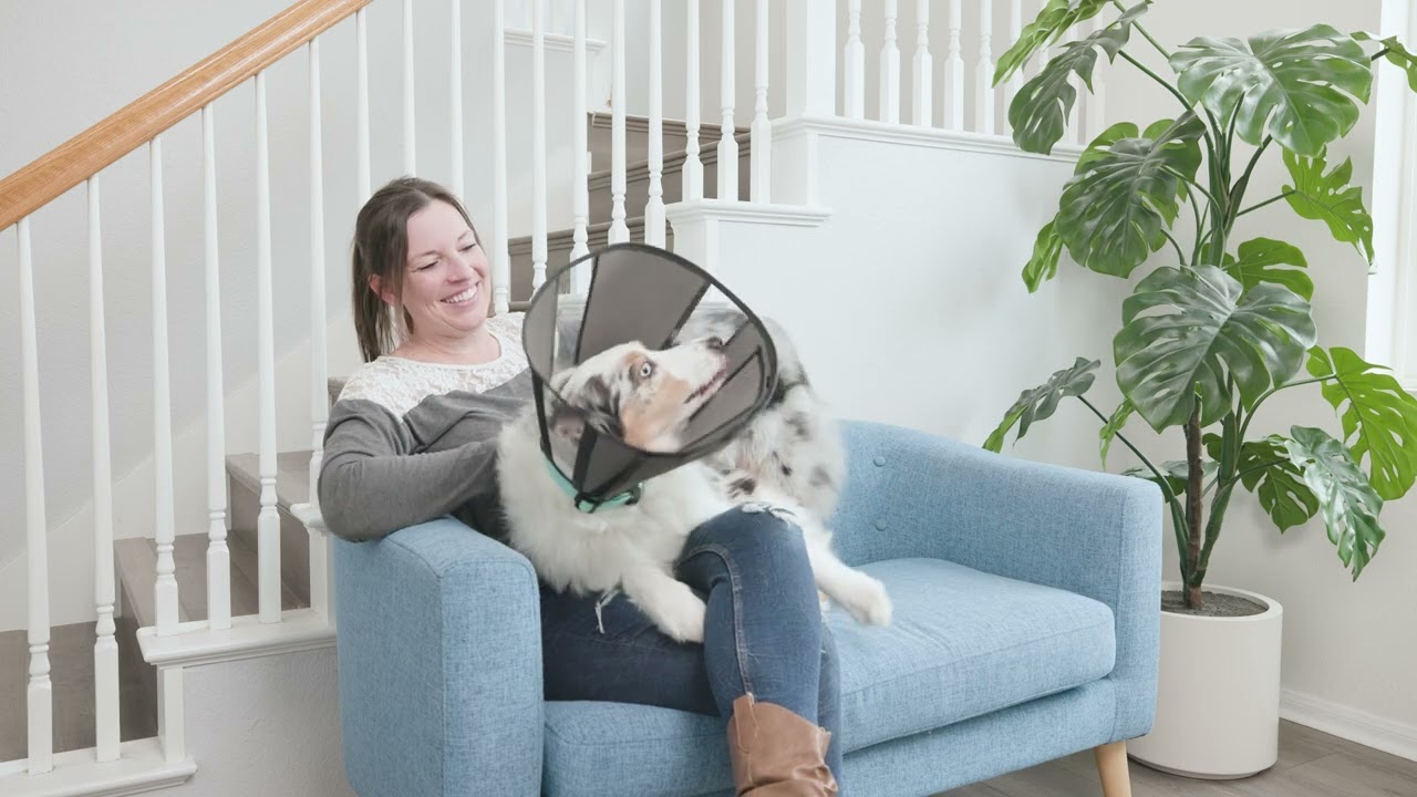 Zenpet Procone XL 2026 Zenpet Procone XL - Afbeelding 5